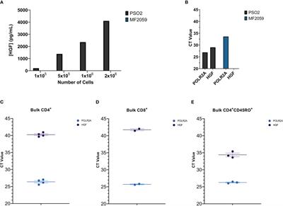 In vitro differentiated human CD4+ T cells produce hepatocyte growth factor